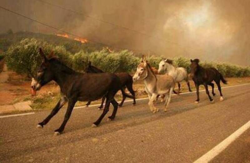 Incendio de Acebo y Perales del Puerto