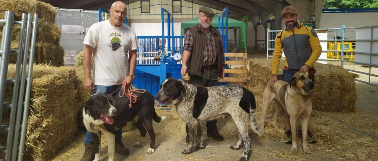 Maikel Coviella con «Bardu», Gausón Gutierri con «Lola» y Andoni Madariaga con «Bres», ayer, en el recinto ferial de La Imera, en Cangas del Narcea. | S. Arias