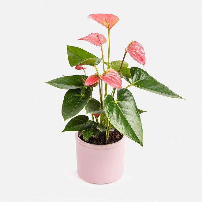 Planta Elizabeth Flor de flamenco rosa de Colvin. (Precio: 28 euros)