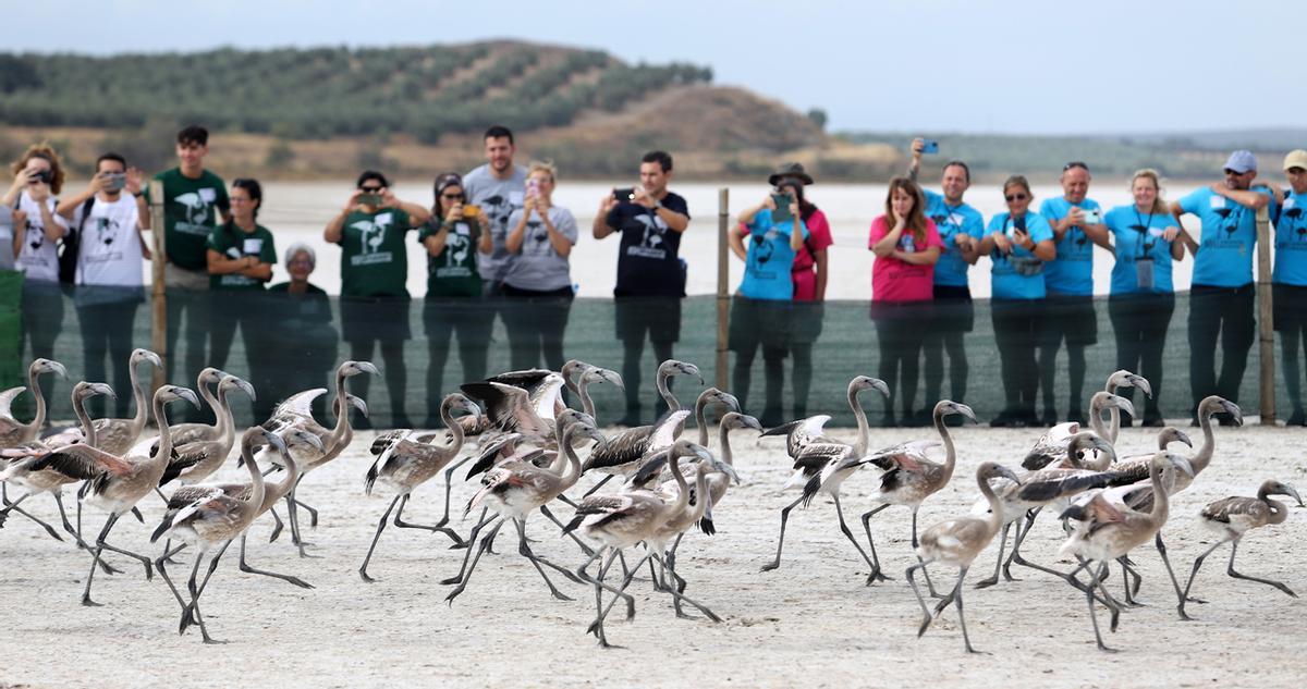 Unos 400 voluntarios participan en el anillamiento de alrededor de 600 pollos de flamenco en la Reserva Natural de Fuente de Piedra