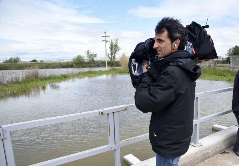 Impresionantes imágenes de la crecida del rio en Gelsa, Pinta y Quinto de Ebro