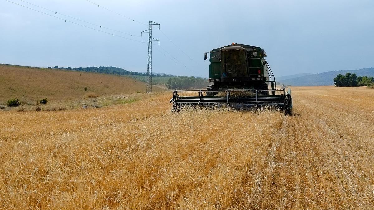 Siega de cereales en la Font de la Figuera.