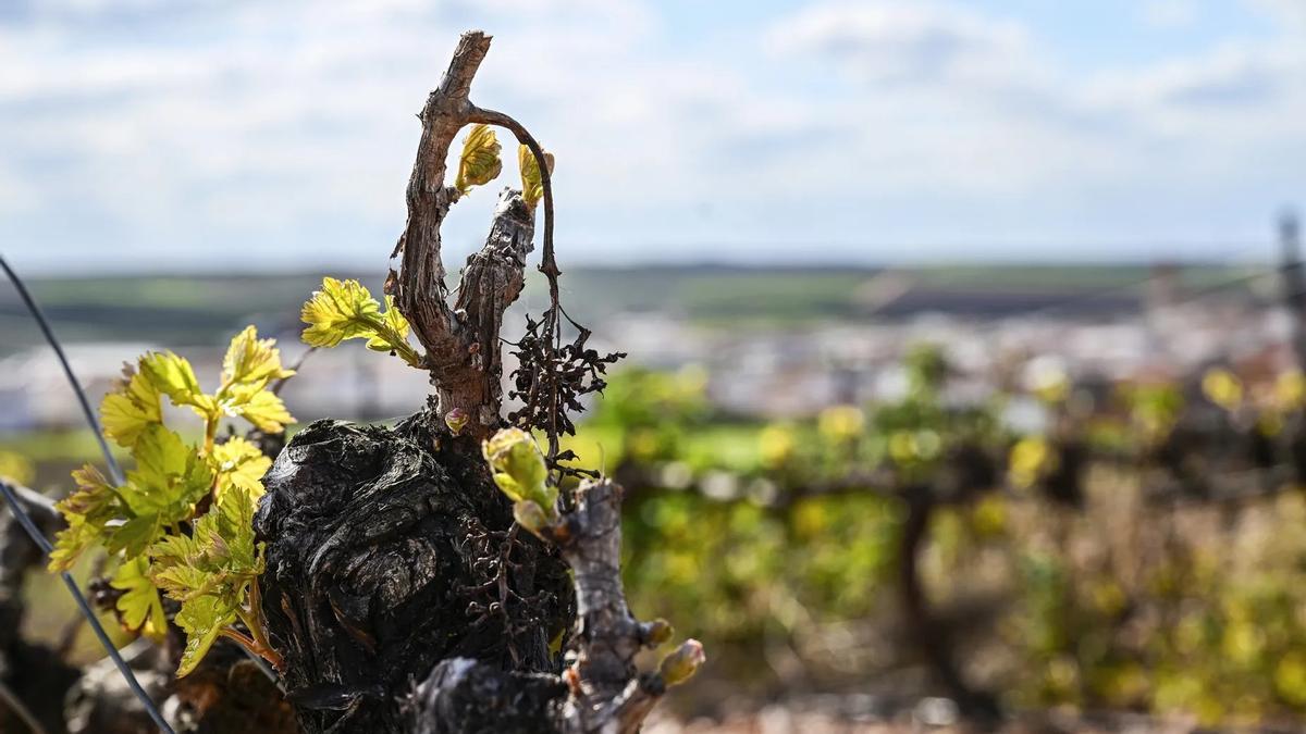 Viñedos de Tierra de Barros.