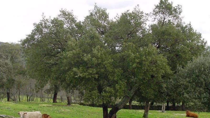 Agricultura abona más de 38 millones de euros en ayudas a ganaderos de vacuno de carne en extensivo