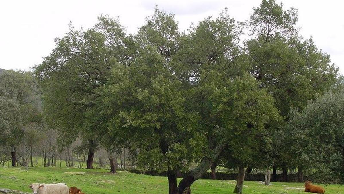 Agricultura abona más de 38 millones de euros en ayudas a ganaderos de vacuno de carne en extensivo