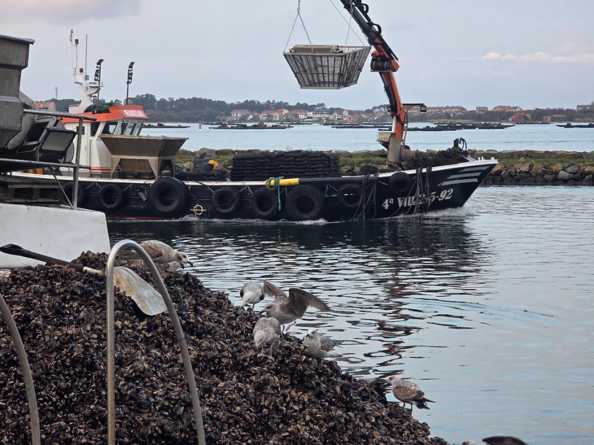 Descargas de mejillón en el muelle de Vilanova de Arousa, esta mañana.