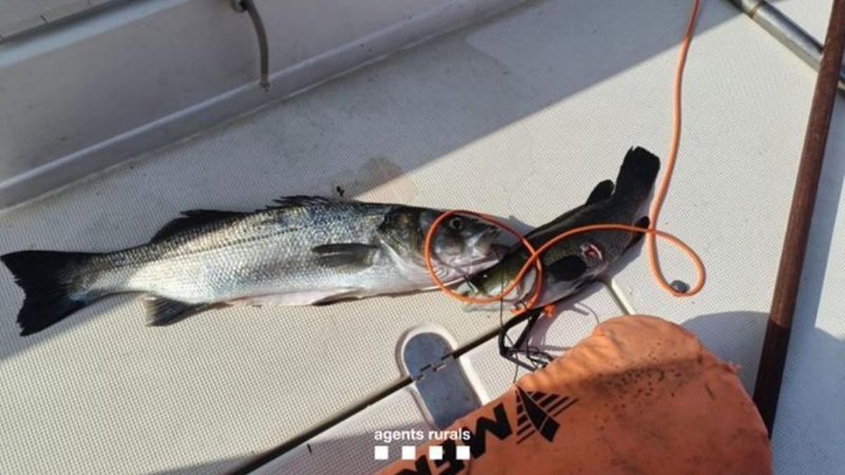 Un exemplar pescat a la Reserva Natural del Cap de Creus.