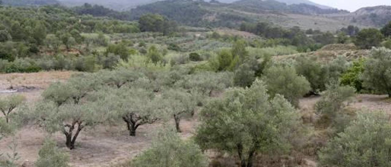 La Generalitat pide informes para decidir si construye la planta que tratará la basura de la Safor