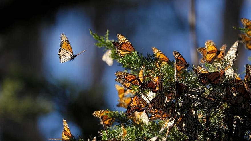 La Sierra de Gata, un paraíso para las mariposas, protagonista de jornadas de divulgación y ciencia