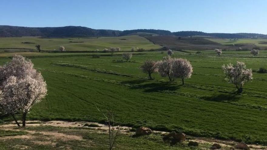 La sequía asfixia los cultivos de secano de la Región de Murcia