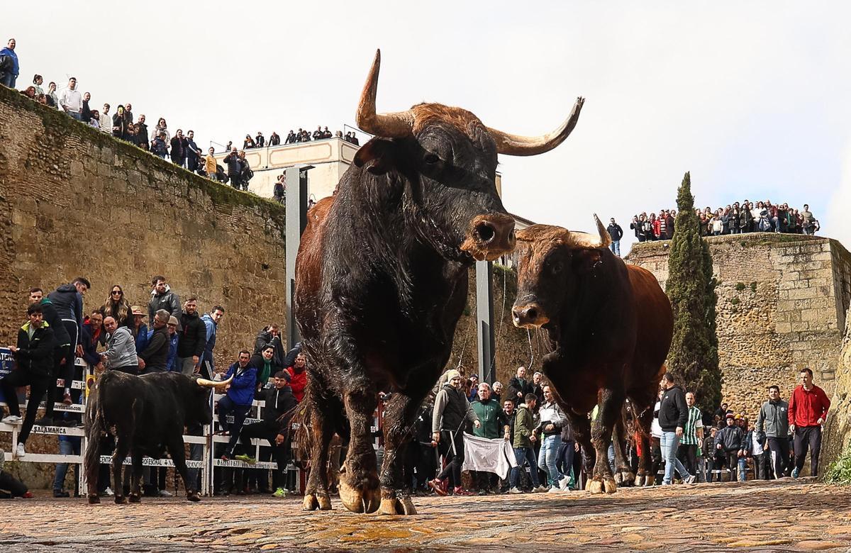 GALERÍA: El martes de Carnaval del Toro en Ciudad Rodrigo se salda con siete intervenciones sanitarias GALERÍA: El martes de Carnaval del Toro en Ciudad Rodrigo se salda con siete intervenciones sanitarias