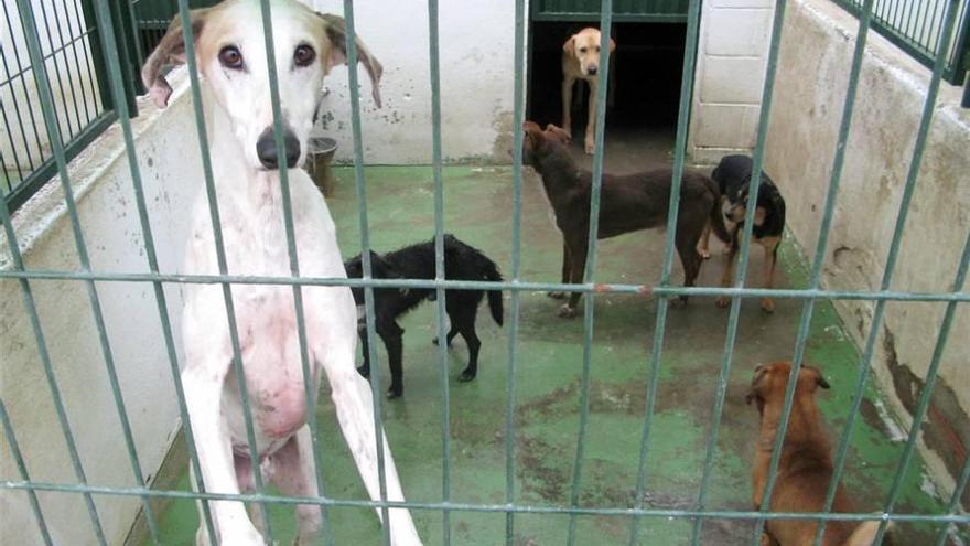 La Comunidad de Madrid prohibirá por ley sacrificar animales abandonados