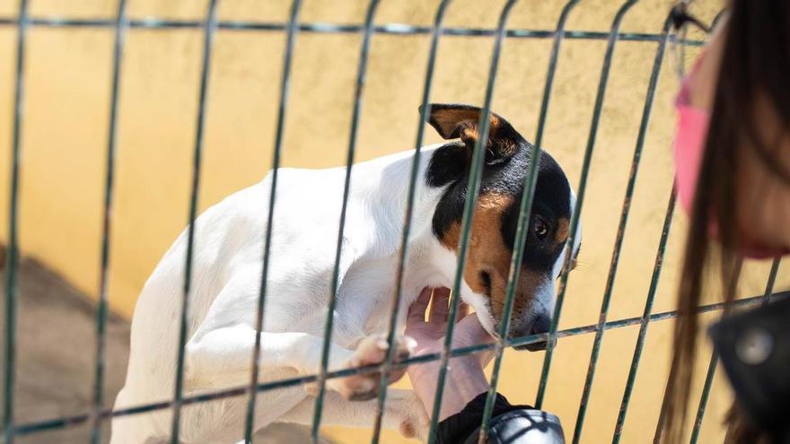 Тенерифе виділив 700 тисяч євро на підтримку притулків для котів