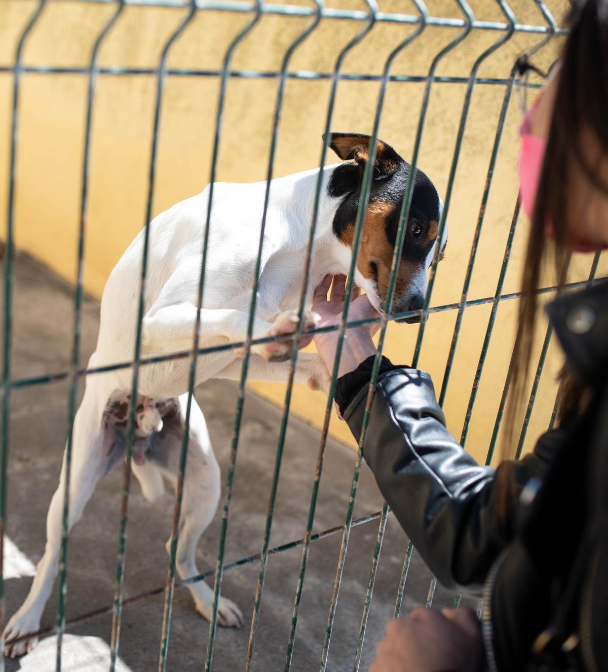 Una persona acaricia a un perro en e Albergue Comarcal de Valle Colino