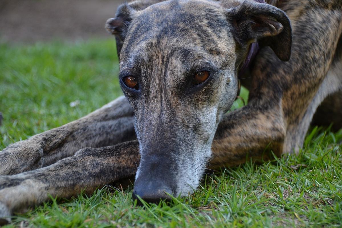 Galgo español: una de las razas de perros de caza más demandadas en España