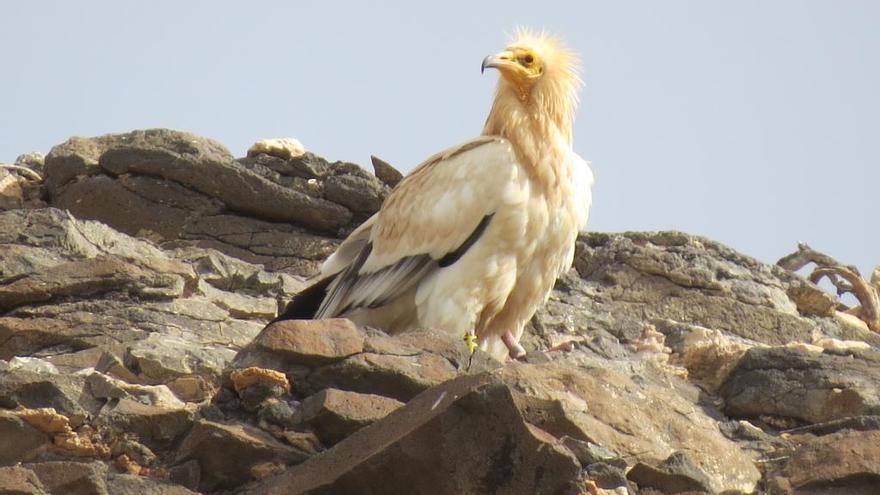 Un ejemplar de guirre (Neophron percnopterus), única ave rapaz carroñera que vive en Canarias (Lanzarote y Fuerteventura) y que se encuentra en peligro de extinción.