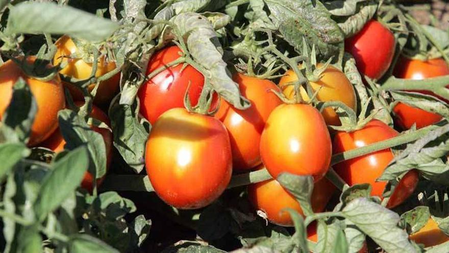 Acopaex prevé una producción de tomate en Extremadura un 10% menor a la campaña de 2012