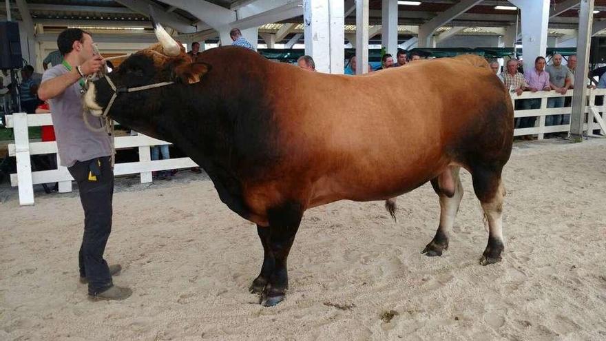 &quot;Rebeco&quot;, campeón de sementales culón