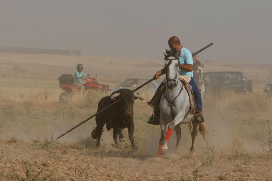 Fiestas en Zamora: Encierro en Villalpando