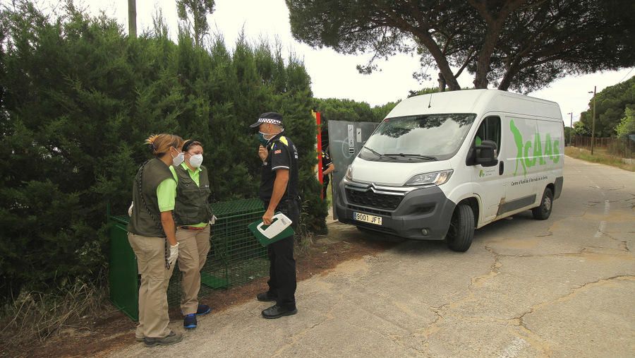 Operatiu de desmantellament d'un punt il·legal de cria i venda de gossos a Blanes