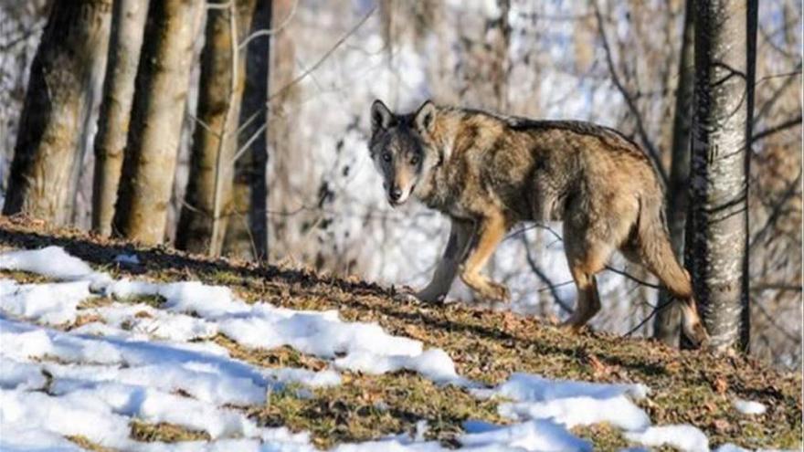 Francia espera aumentar la población de lobos de 360 a 500 ejemplares en cinco años