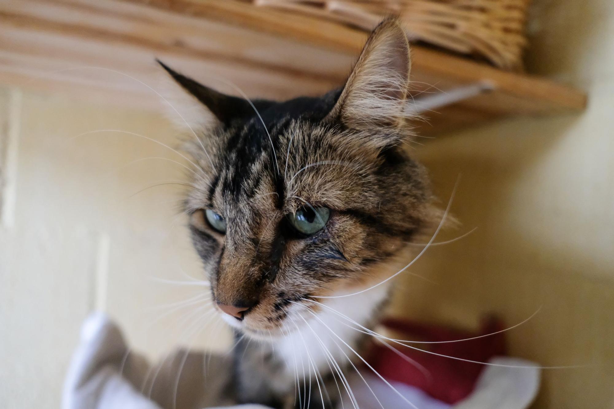 La Protectora de Animales de Málaga, a finales de octubre