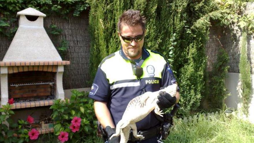 Un agente sostiene el reptil hallado el pasado sábado en un jardín en Llucmajor.