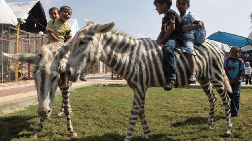 Unos niños pasean en los burro-cebras