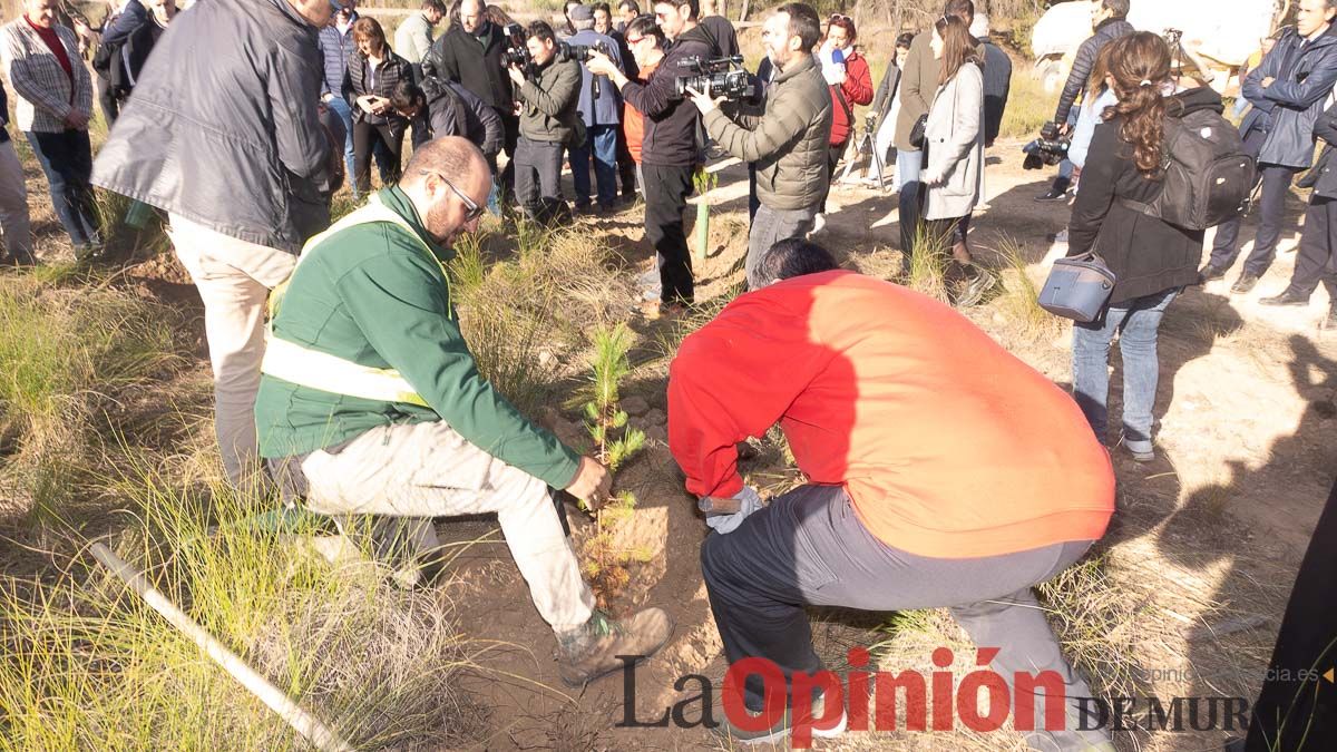 Bosque Disfrimur