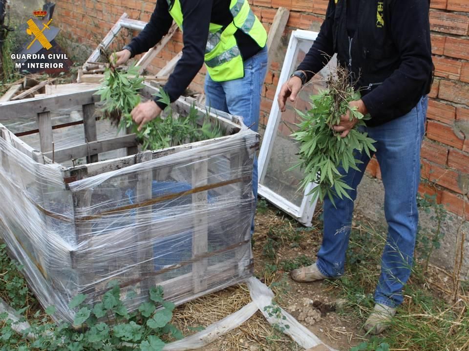 Intervenidas 141 plantas de marihuana en Villanueva de Gállego