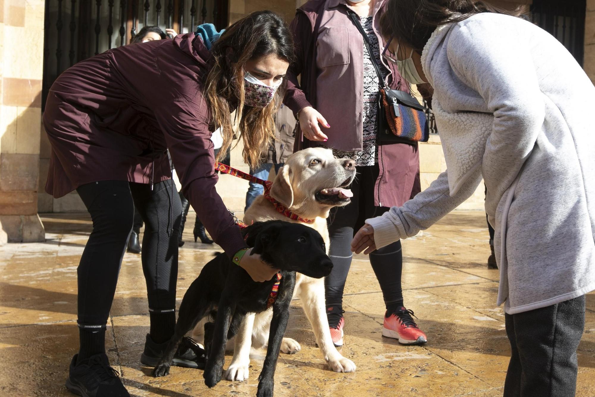 Protesta contra la nueva gestora del albergue de animales de La Bolgachina.