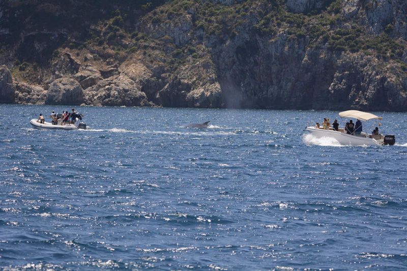 El turismo de lancha acosa a las ballenas en Xàbia