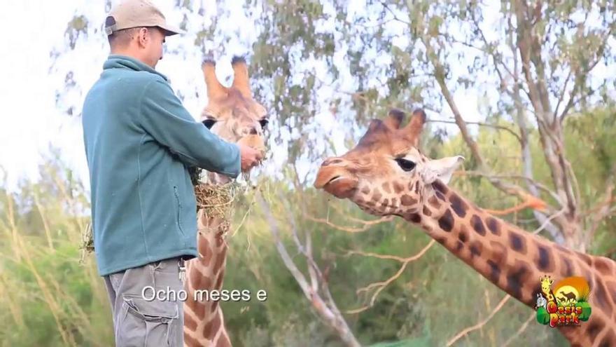 Traslado de las 14 jirafas en las nuevas instalaciones de Oasis Park Fuerteventura