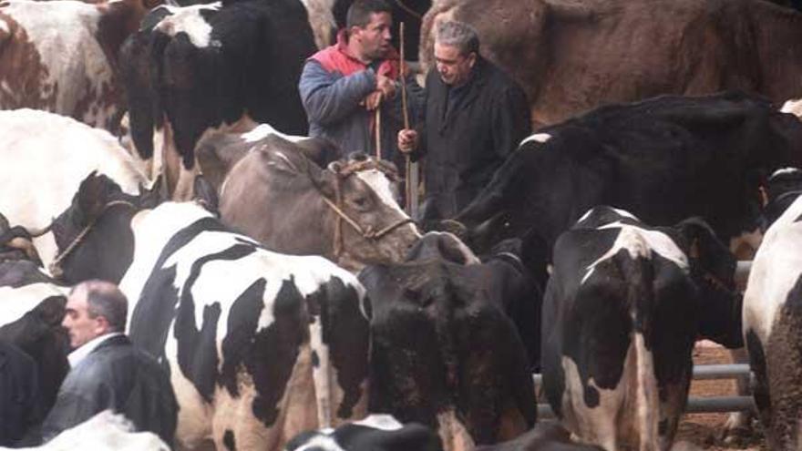 Dos ganaderos rodeados de vacas en Amio, Santiago.  // Efe