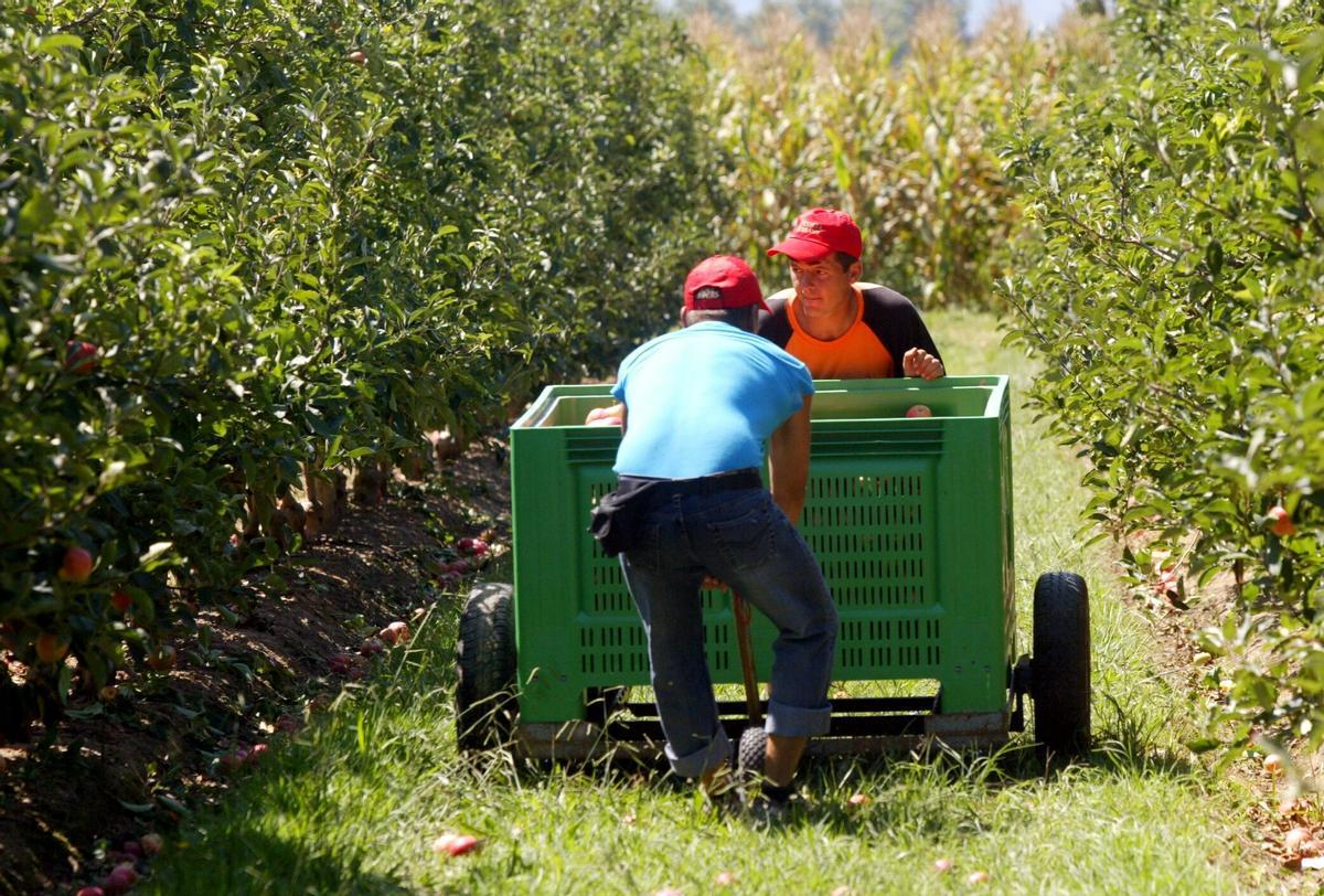 Dos trabajadores rumanos, en la recogida de la fruta en Torroella de Montgri (Gerona)