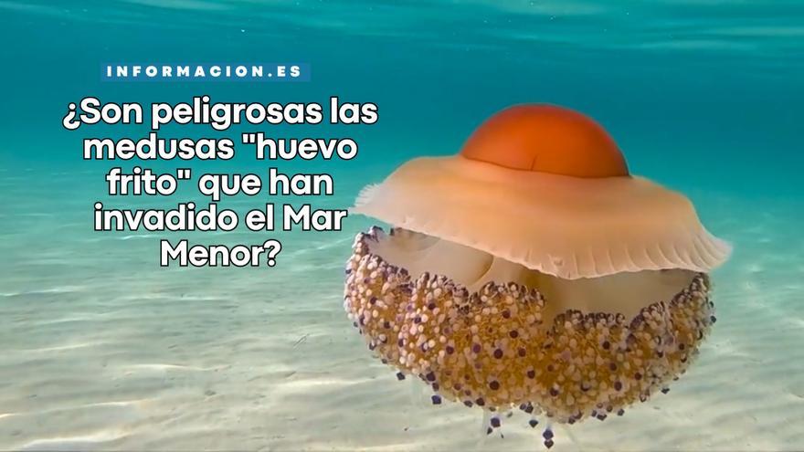 ¿Son peligrosas las medusas &quot;huevo frito&quot; que han invadido el Mar Menor?