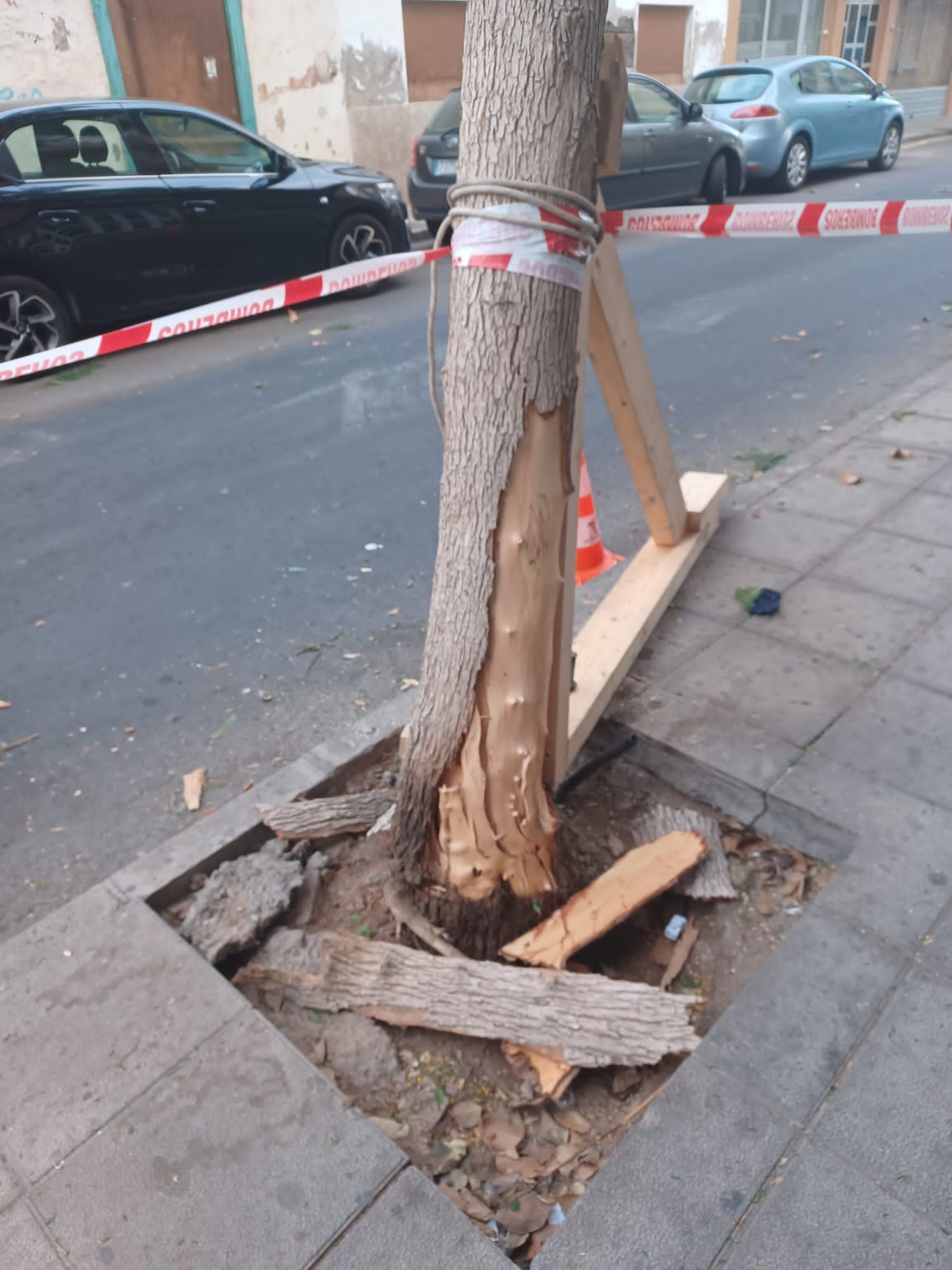 Talan un árbol tras el impacto de un camión en Arrecife