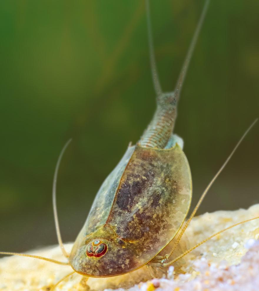 Un ejemplar de  Triops cancriformis