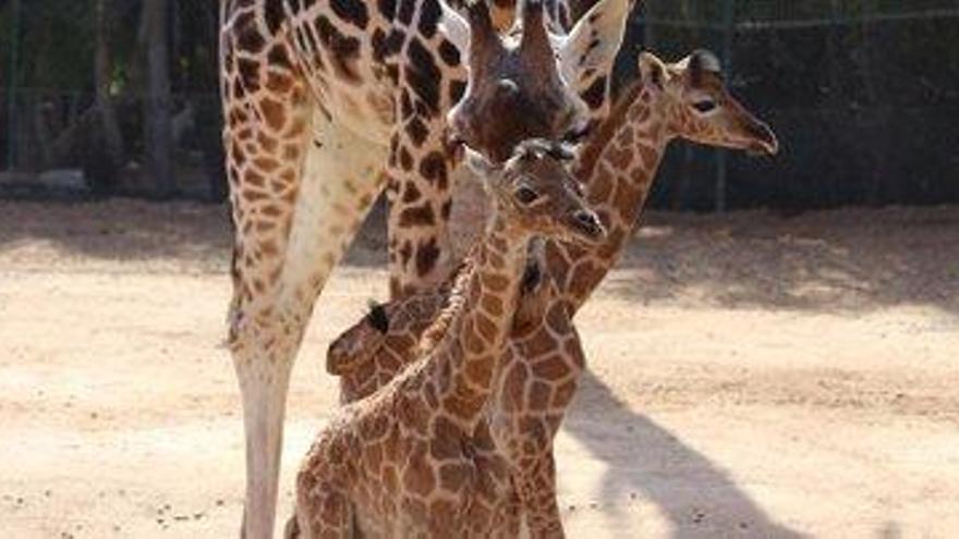 Nacen dos jirafas en el Oasis Park Fuerteventura