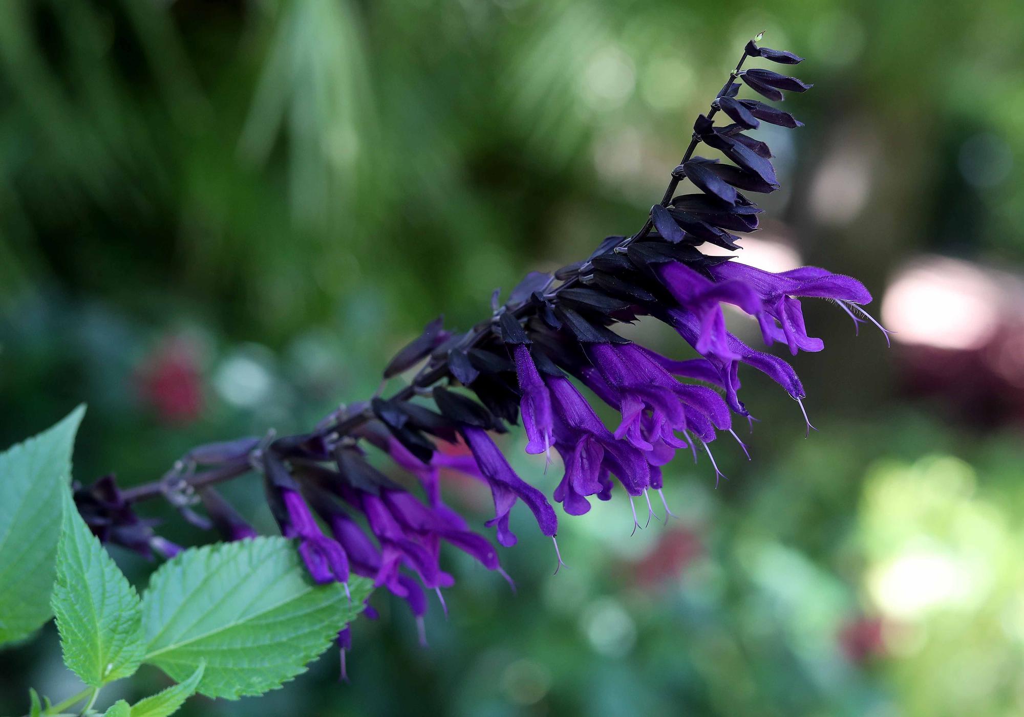 Las flores del Jardín Botánico en primavera