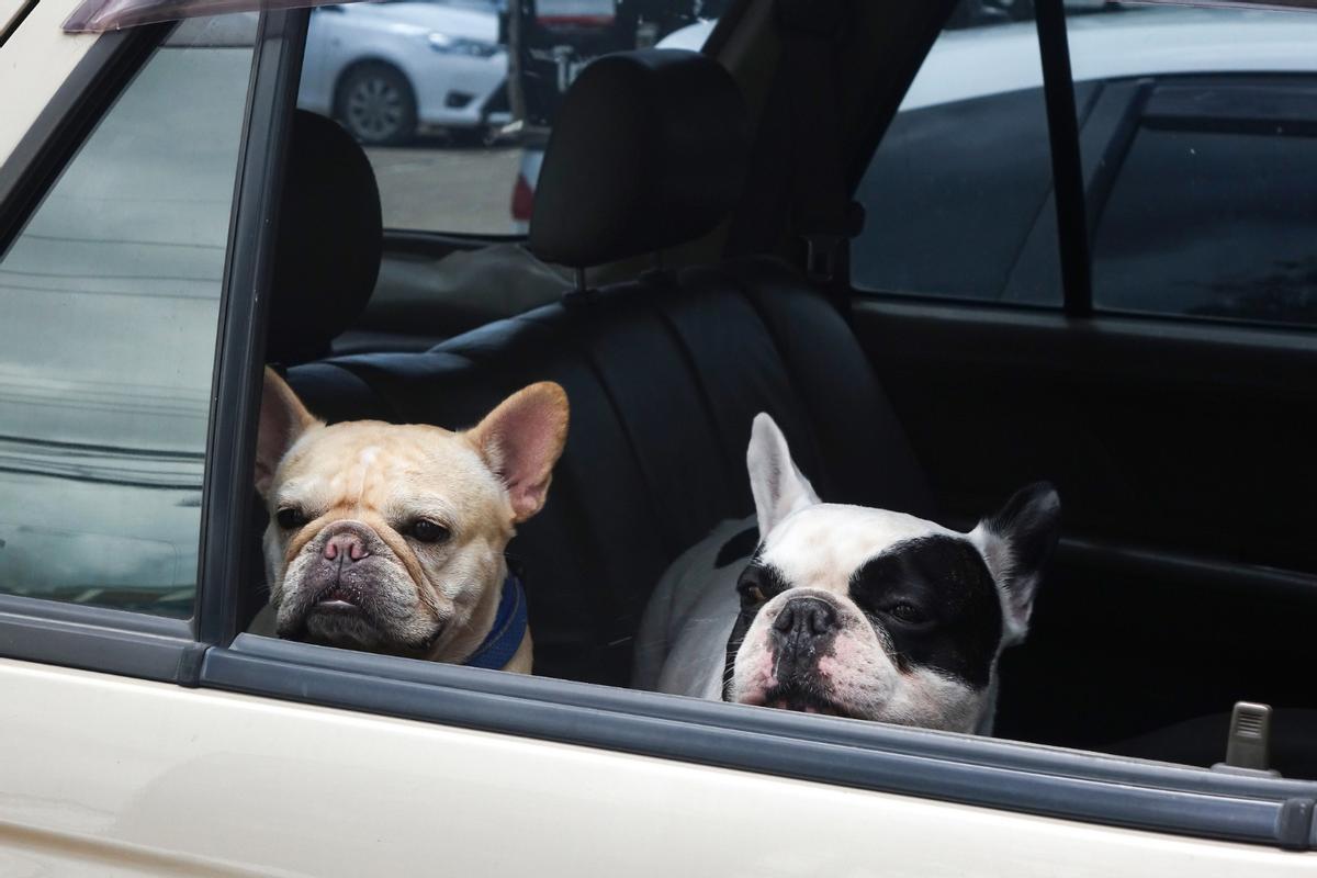 Dos perros en el interior de un coche.