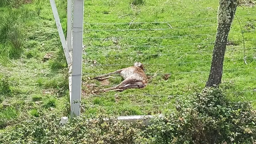 VÍDEO | Vecinos de Cerezal denuncian la mortandad de cérvidos por el vallado de fincas