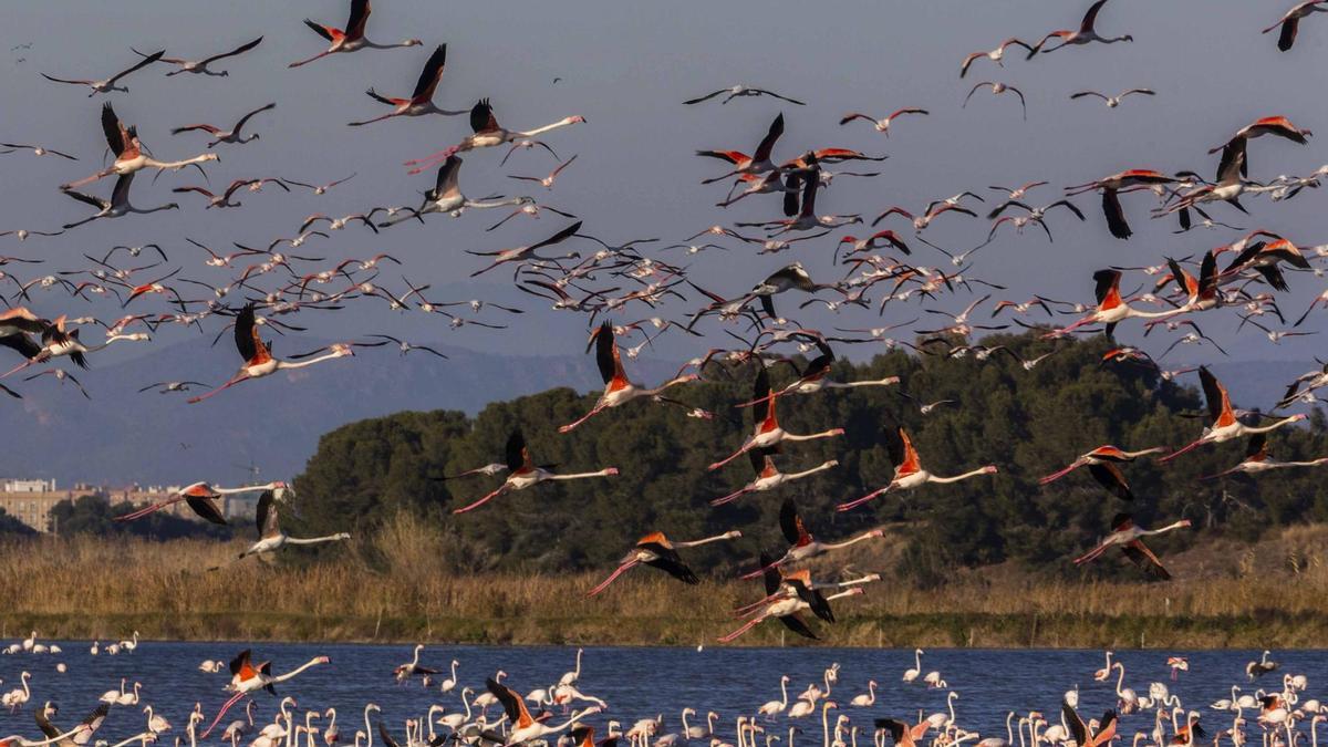 Flamencos junto a Valencia.