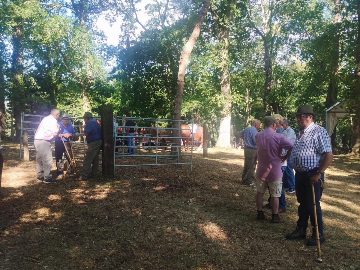 La feria sin vacas de San Pedro de Mallecina, en Salas, en imágenes