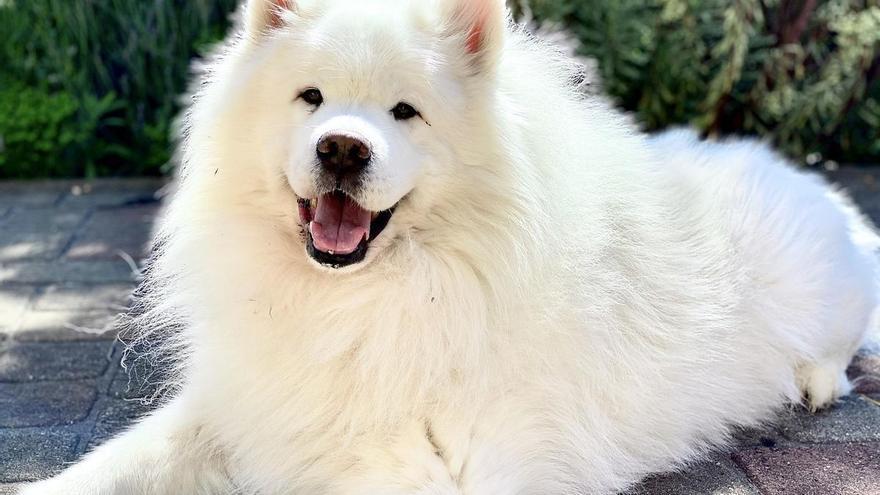 Todos los perros blancos están sordos: ¿mito o realidad?