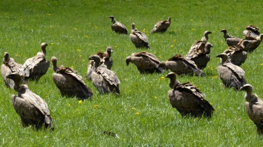 Un grup de voltors en un prat del Pallars Sobirà.