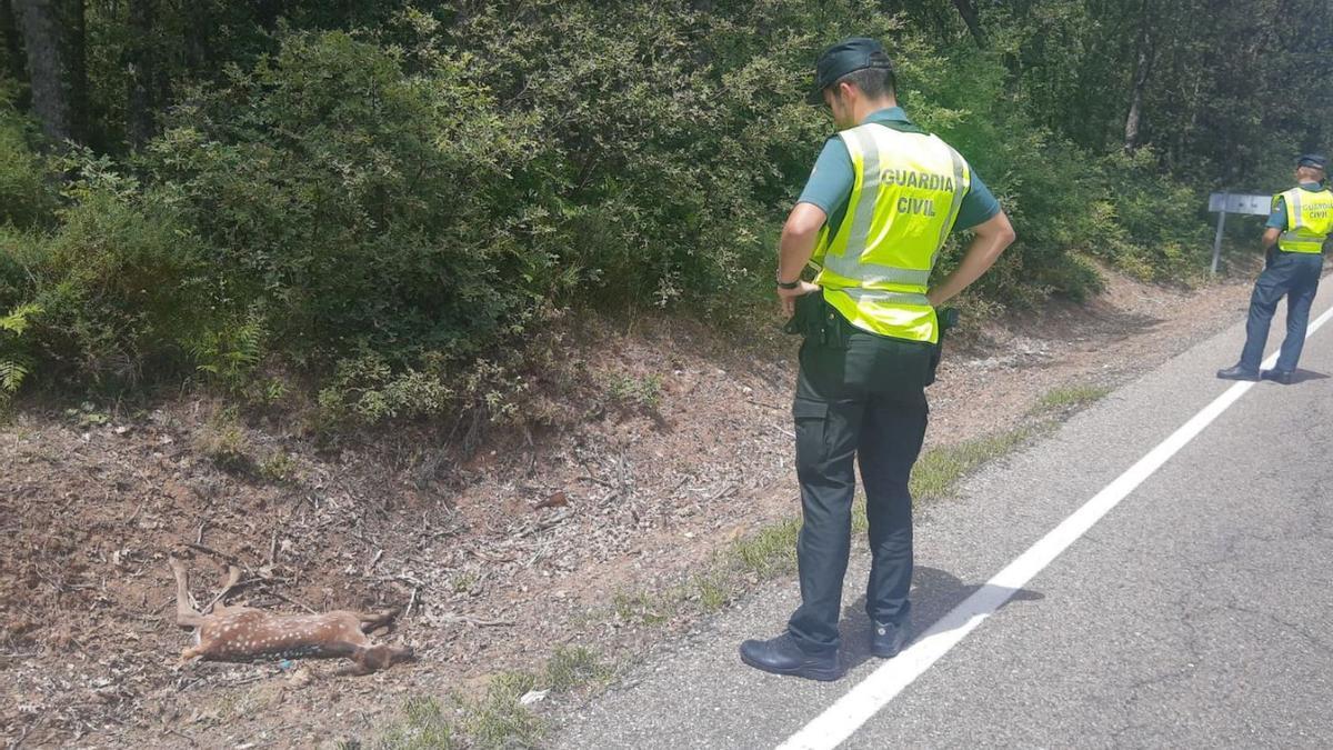 Una cría de ciervo atropellada en la carretera del Lago de Sanabria  | ARACELI SAAVEDRA