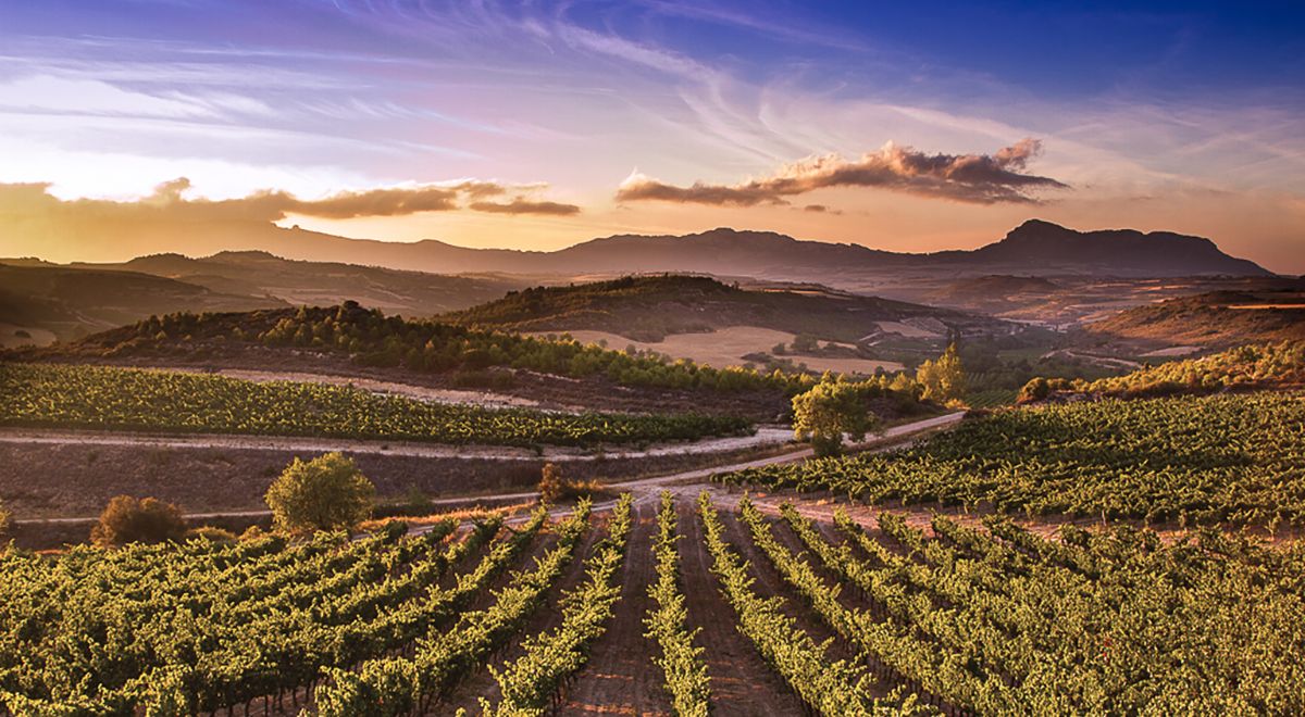 Descubre Rioja viajando a través de sus vinos