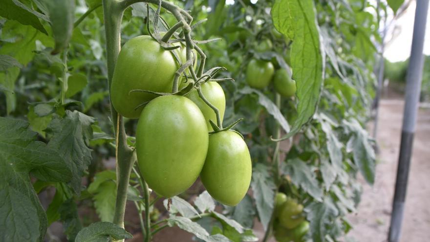 España desbanca a Francia como primer país en superficie de agricultura ecológica de Europa