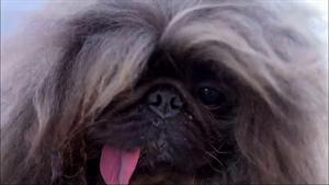Así es el perro más feo del mundo: un pekinés llamado Wild Thang